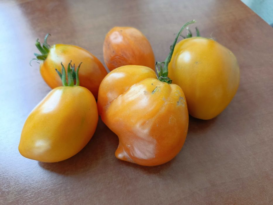 10 Sementes Tomate Coração de Boi Laranja