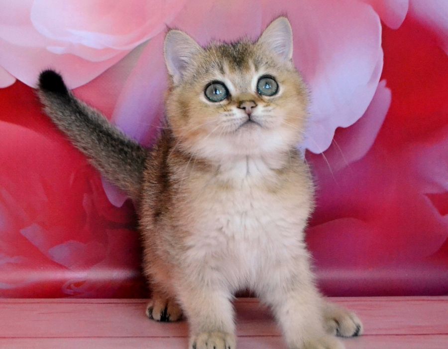 Котята шиншиллы золотистые