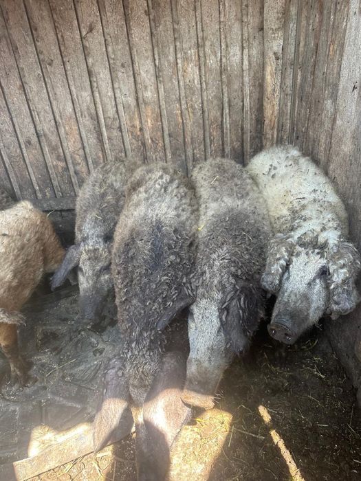 Угорська мангалиця поросята