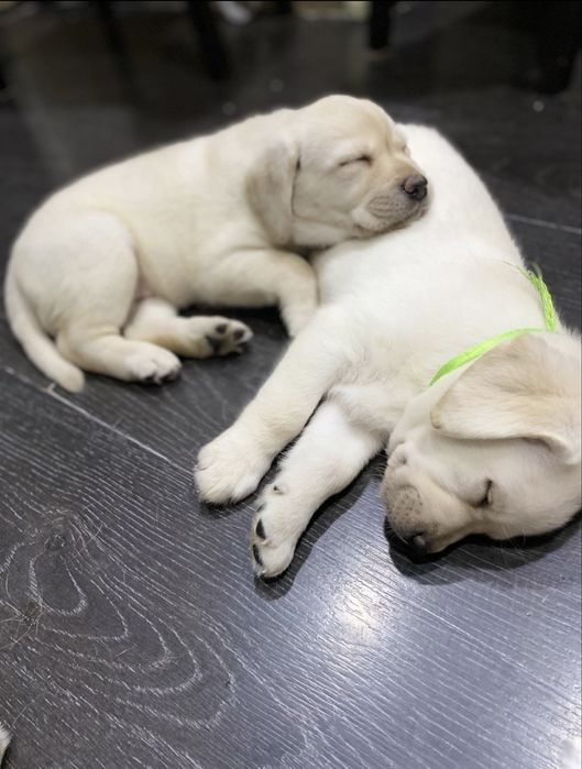 Лабрадор Палевий