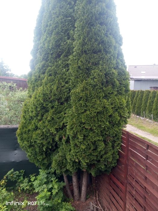 Tuja szmaragd 450-500cm