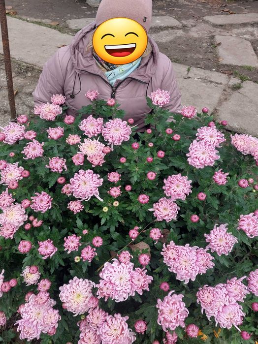 Великоквіткова хризантема