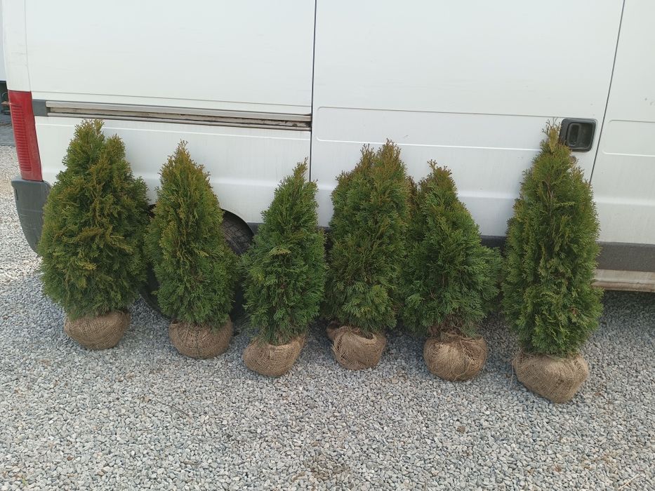 Tuja thuja szmaragd