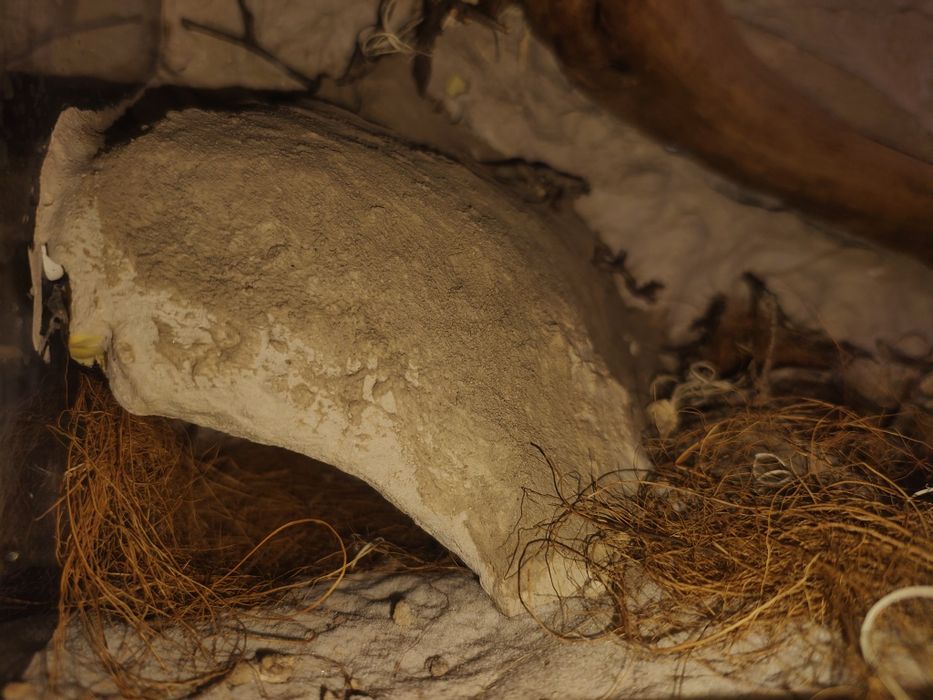 Terrarium ptasznik pająk