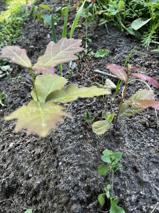 Sadzonki dębu, 10-20 cm, 10 sztuk