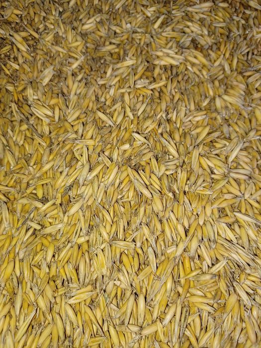 Owies workowany 40kg/40zł.