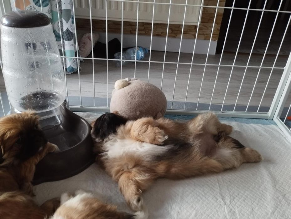 Pekinczyk Królewski