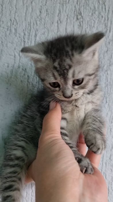 Кошеня шукає люблячу родину, дівчинка