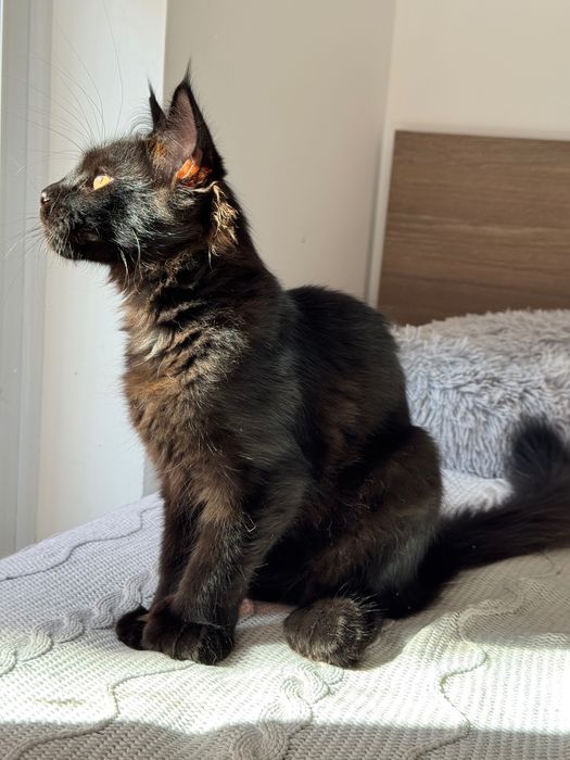 Котята Maine Coon
