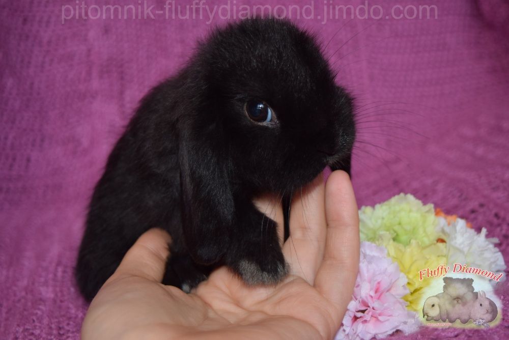 Ефектні кроленята. Висловухі NHD, Mini Lop. Ангора, Гермелін!