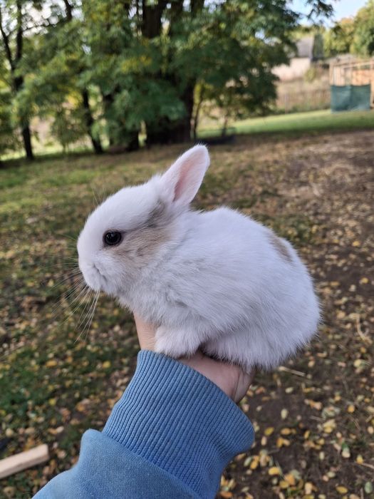 Królik KARZEŁEK !!!
