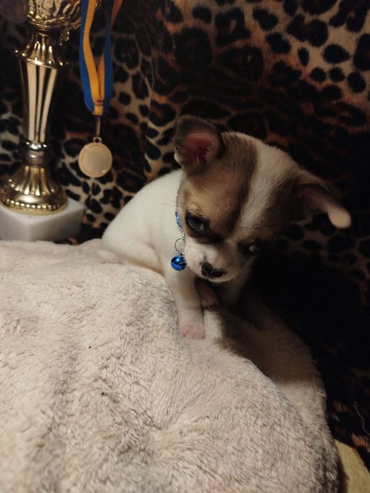 Самый лучший друг это чихуахуа мини мальчик Коби тип