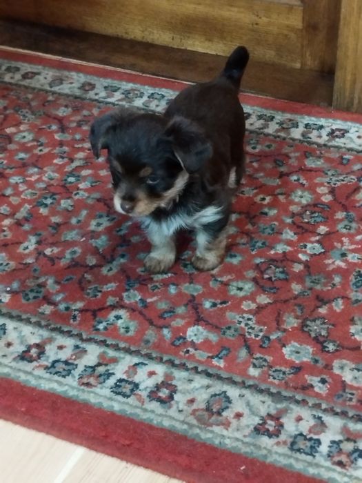 Безкоштовно. Дівчата красуні в гарну родину