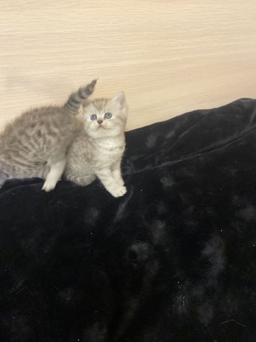 Шотландские котята