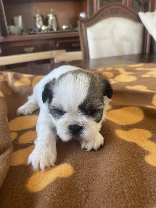 Shi-tzu super top femea excelente