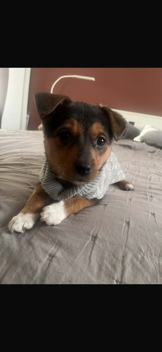 Cudna sunia do pilnej adopcji - prosze