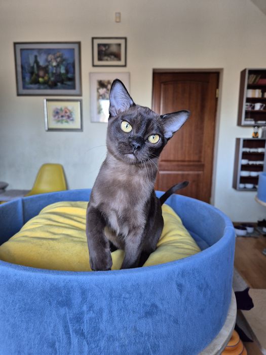 sobolowy kocurek burmski (kocięta burmańskie)