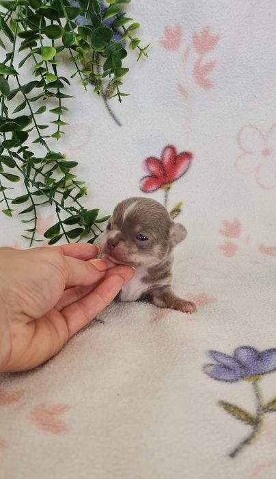 Excecional mini lilac Chihuahua/Chiuaua de Qualidade