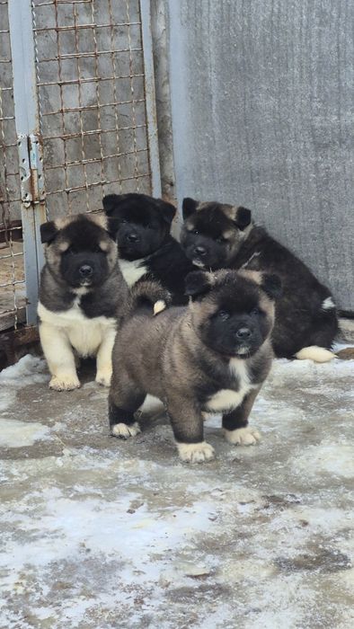 Акіти з розплідника КСУ