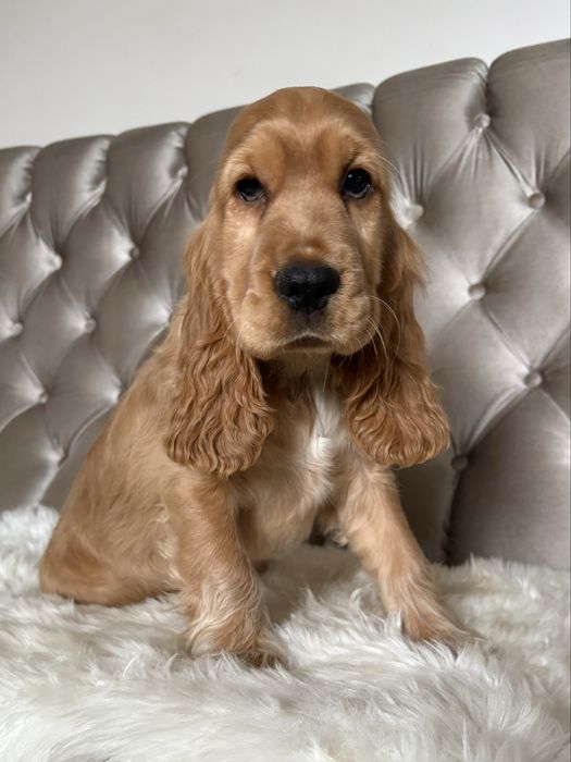 Suczka Cocker Spaniel Angielski