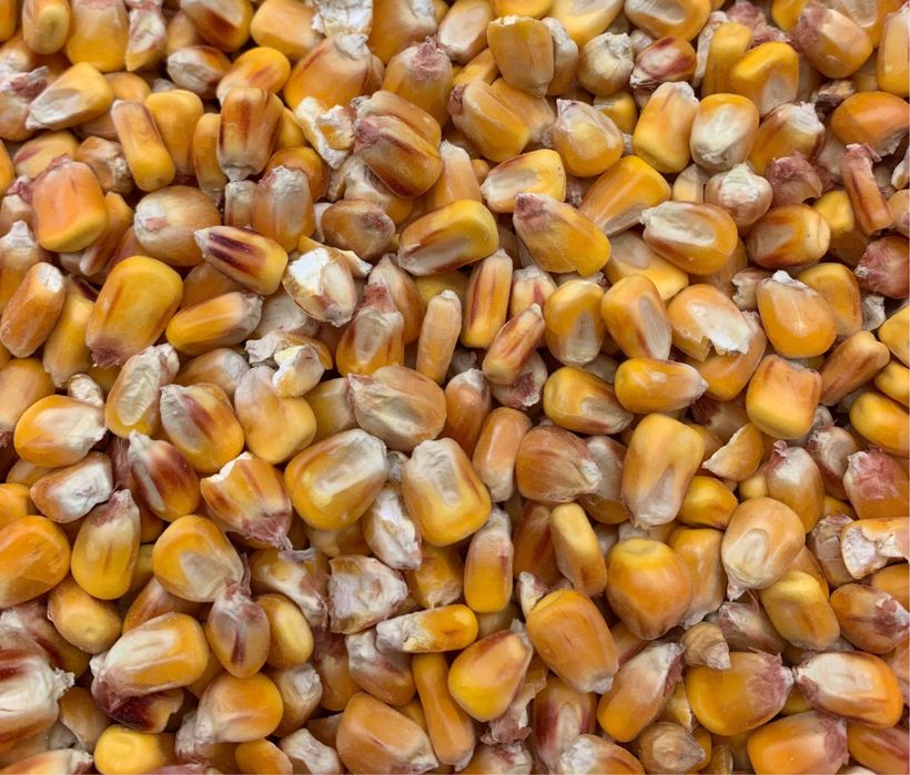 Кукурудза врожай 2025