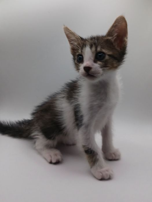 Gatos bebés para adopção responsável