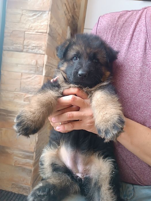 Цуценя німецької вівчарки
