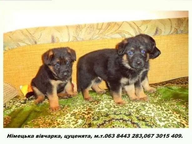 Німецька вівчарка - породні, крупні цуценята!