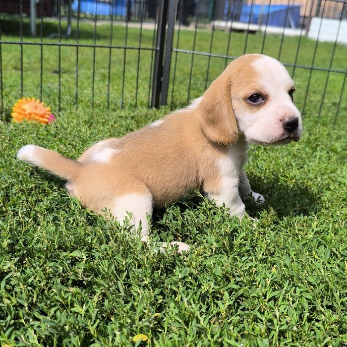 Beagle FADO bikolor odbior sierpień