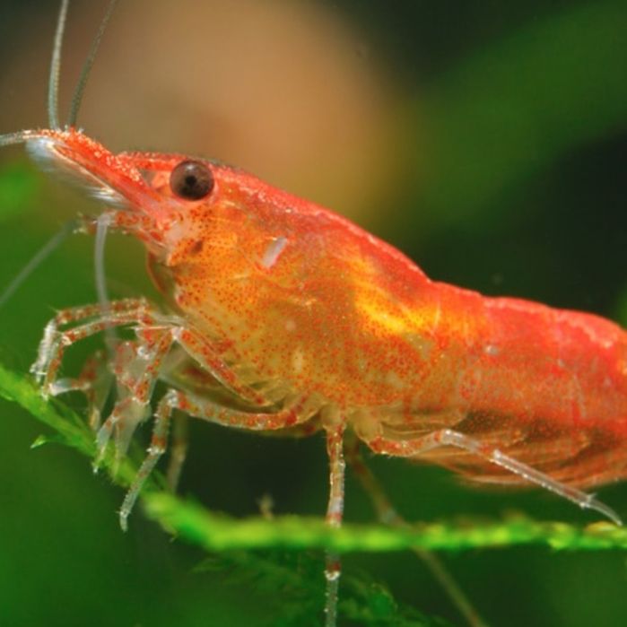 Krewetki,  rybki red chery