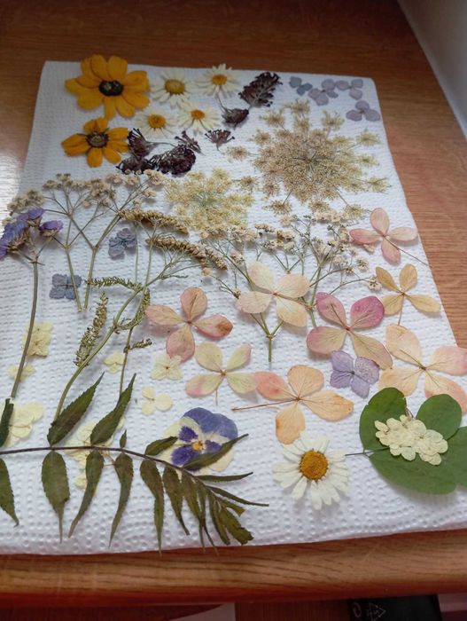 Ładne kwiaty suszone sprzedam