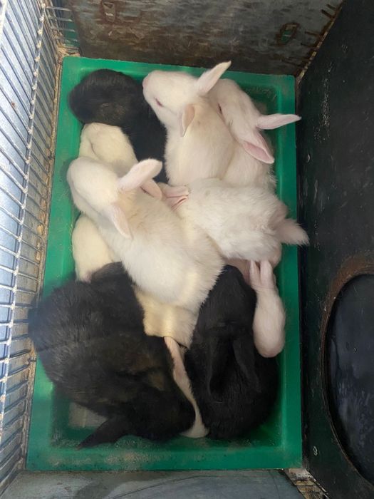 Coelhos caseiros