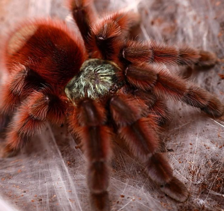 Caribena Versicolor L2/3 (karaibka wielobarwna)