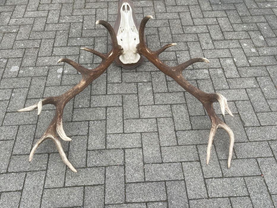 Wieniec jelenia osiemnastak