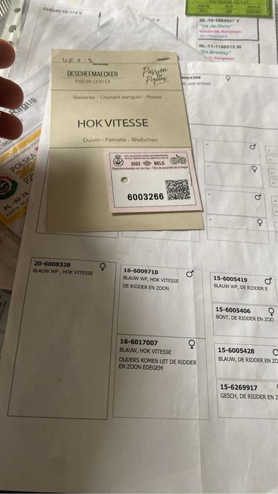 Golabki rozplodowe