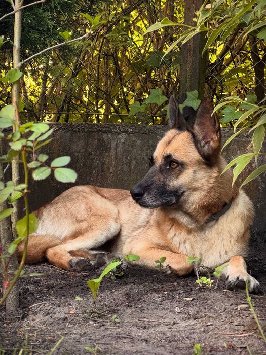 Suczka do adopcji- Bryza
