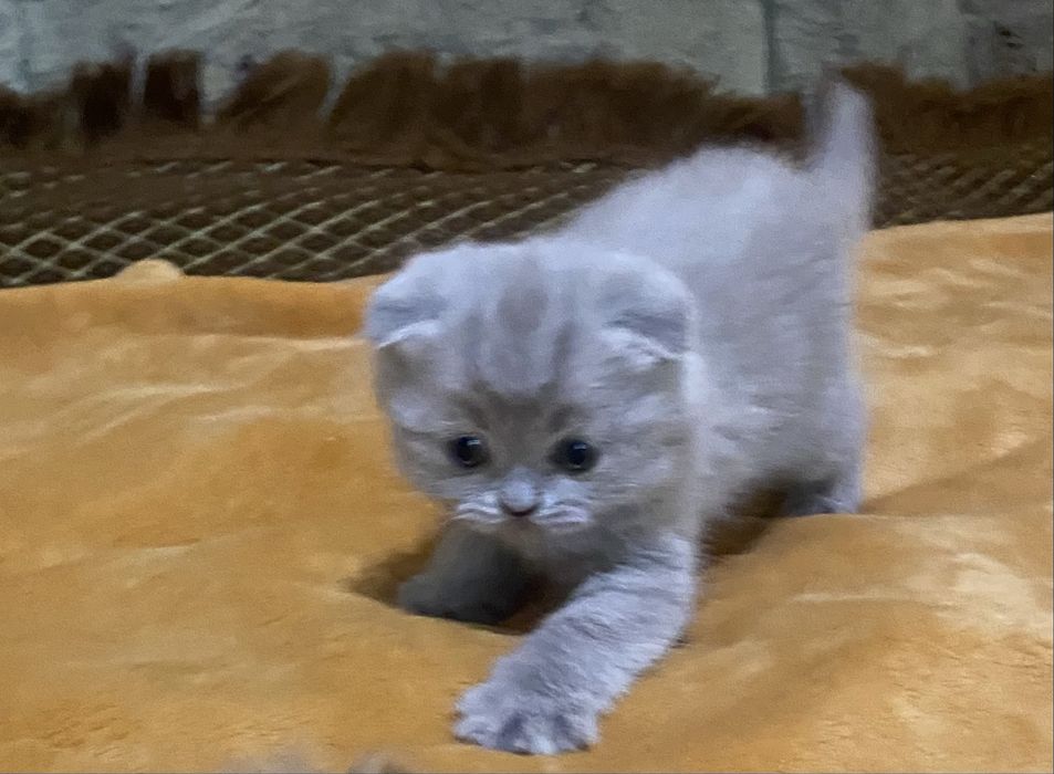 Хлопчик шотландської вісловухої