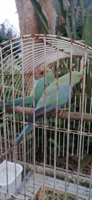 RINGNECKS machos 2025 | linha de qualidade