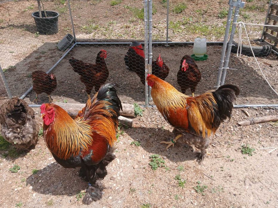 Ovos galados Brahma perdiz azul , Brahma perdiz dourado