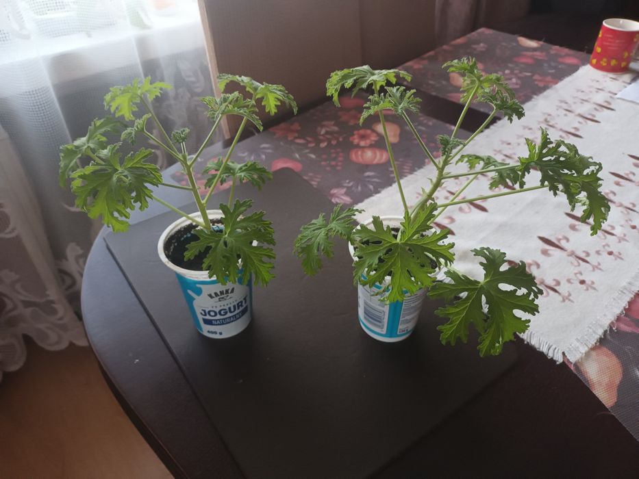 Anginowiec  geranium na ból ucha gardła katar, wysyłka olx