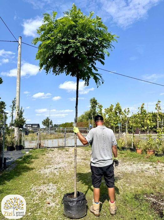 Robinia kulista Umbraculifera na pniu 220cm, obwody 8-16cm, Robinia pseudoacacia