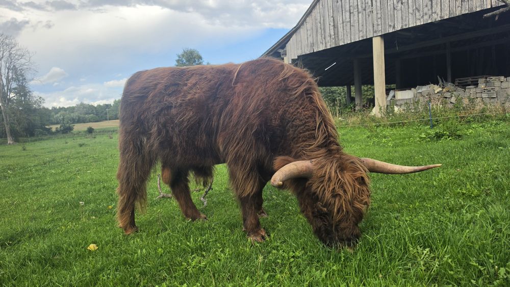 Szkockie byczki  Highland cattle