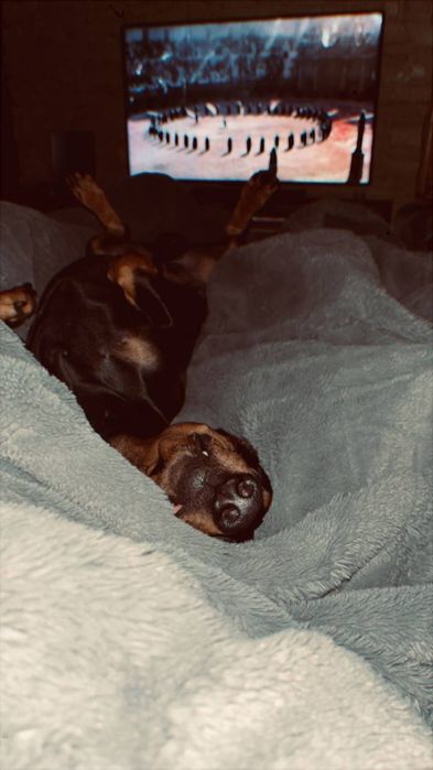 Такса мальчик ищет девочку