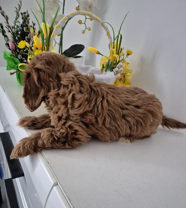 Piesek Cavapoo F1 Cavalier & Pudel