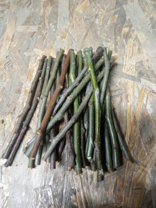 Корм для шиншил гризунів сточуваня зубів гілочки ветки