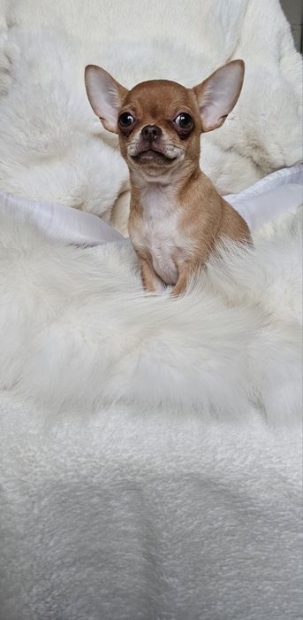 Красотка девочка чихуахуа КСУ