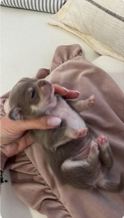 Chihuahua mini dziewczynka ZAREZERWOWANA