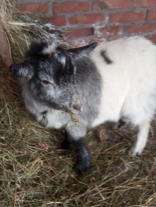 Продам коз и козла