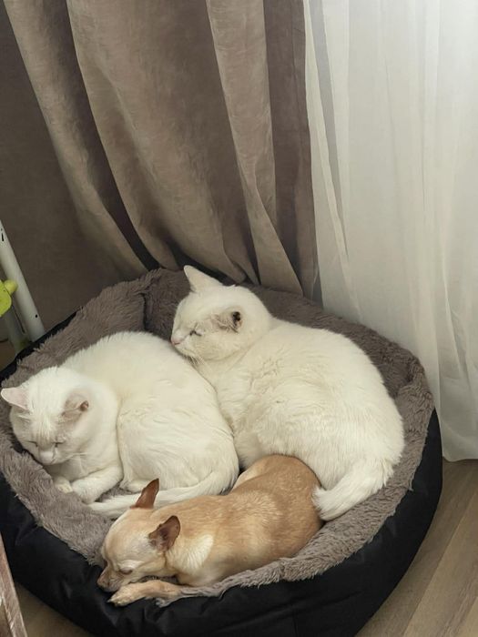 Dwa białe kocie serca proszą o wspólny dom.