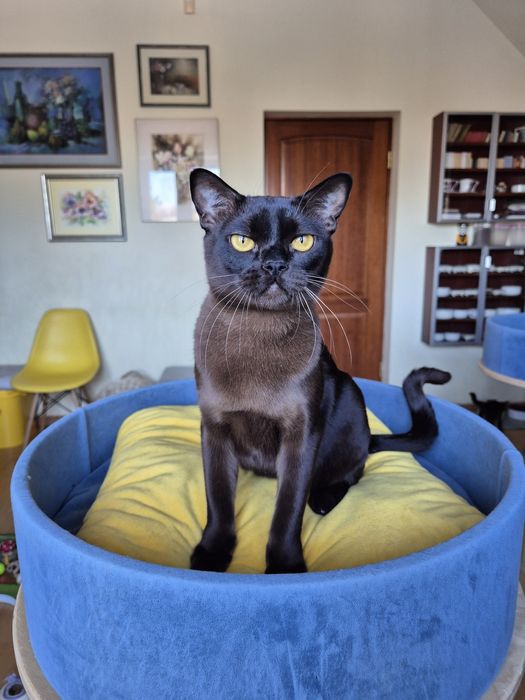 sobolowy kocurek burmski (burmański)